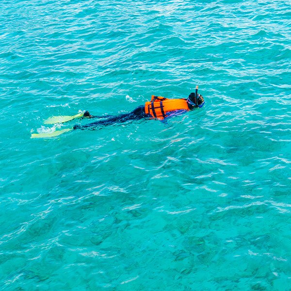 BUCEO ED