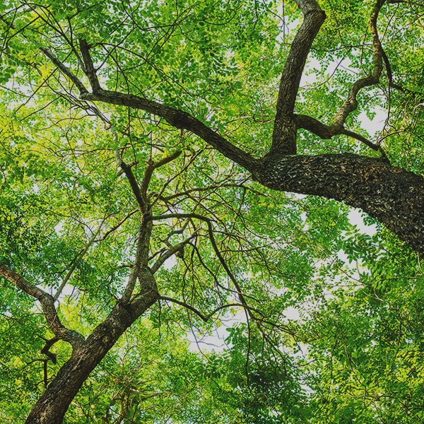 Bosque ED