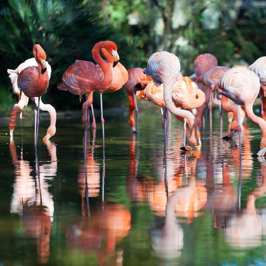 FLAMENCOS ED