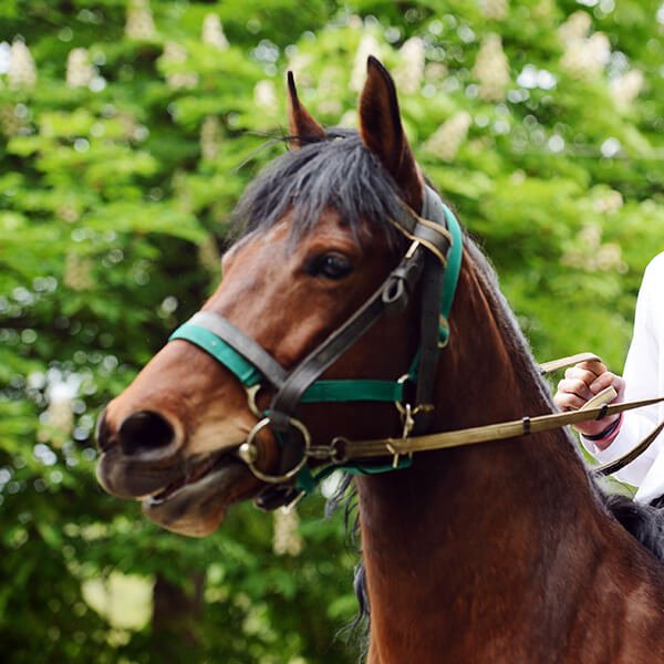 HORSE ED