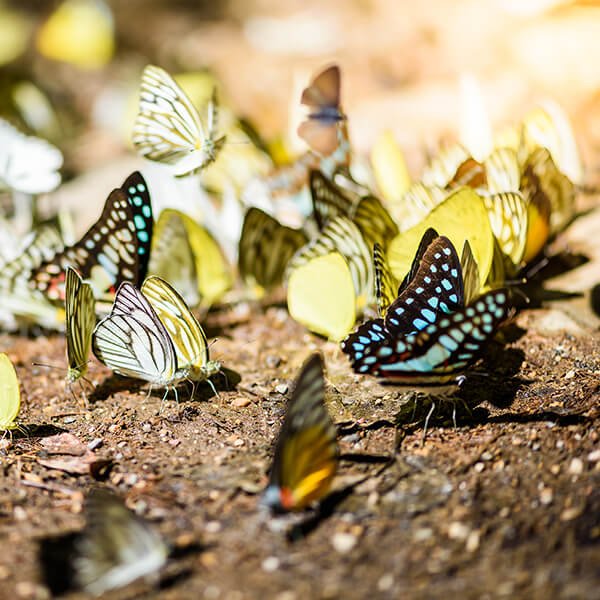 MARIPOSAS