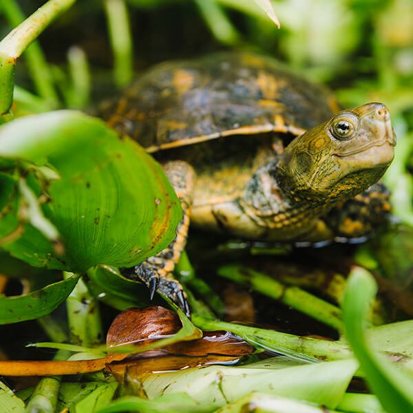 TORTUGA
